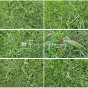 Green Grass Texture Pack-1 | Texture Packs | Stock Graphic Designs