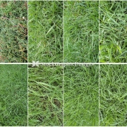 Green Grass Texture Pack-1 | Texture Packs | Stock Graphic Designs