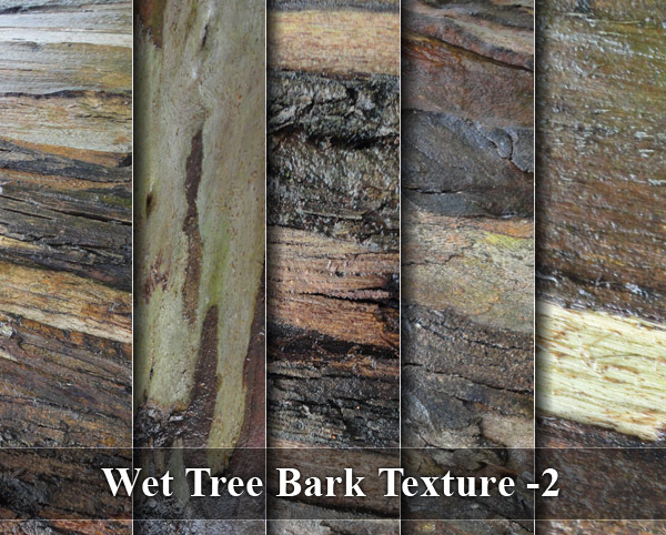 Wet Tree Bark Texture -2