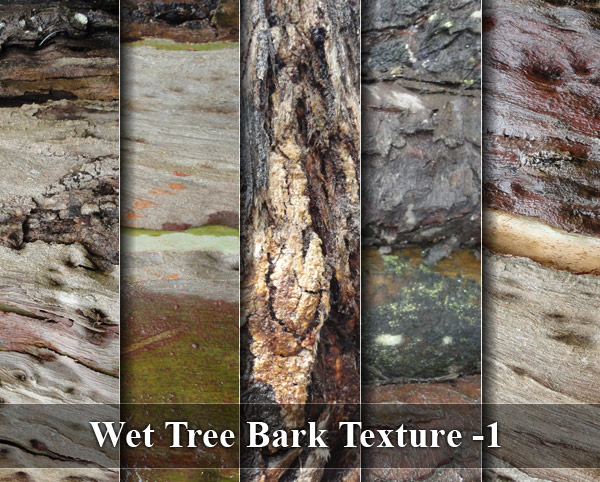 Wet Tree Bark Texture -1
